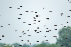 Flock of Starlings in Flight Side View