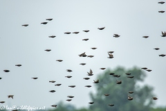 Flock of Starlings in Flight Side View