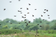 Flock of Starlings in Flight Side View