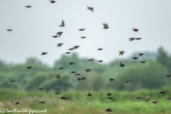 Flock of Starlings in Flight Side View