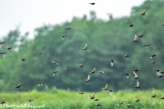 Flock of Starlings in Flight Side View