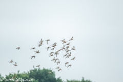 Flock of Black-tailed Godwit in Flight Side View