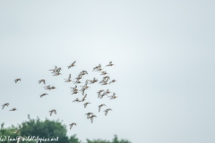 Flock of Black-tailed Godwit in Flight Side View