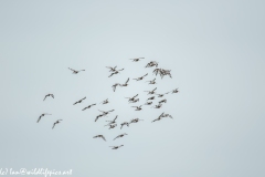 Flock of Black-tailed Godwit in Flight Side View