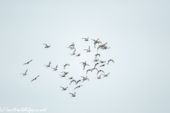 Flock of Black-tailed Godwit in Flight Side View