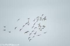 Flock of Black-tailed Godwit in Flight Side View