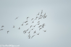 Flock of Black-tailed Godwit in Flight Side View