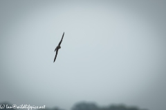 Hobby in Flight Front View