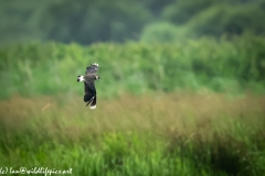 Lapwig in Flight Side View