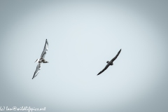 Kittiwake & Hobby in Flight Front View