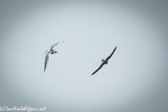 Kittiwake & Hobby in Flight Front View