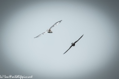 Kittiwake & Hobby in Flight Front View