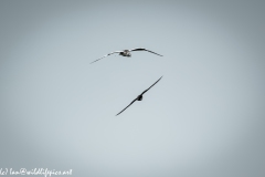 Kittiwake & Hobby in Flight Front View