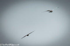 Kittiwake & Hobby in Flight Front View