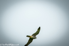 Hobby in Flight Back View