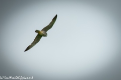 Hobby in Flight Back View