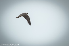 Hobby in Flight Side View