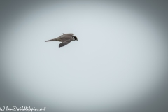 Hobby in Flight Side View