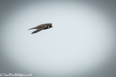 Hobby in Flight Side View