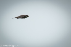 Hobby in Flight Side View