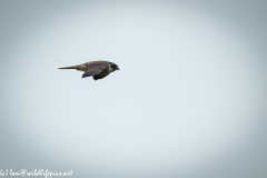 Hobby in Flight Side View