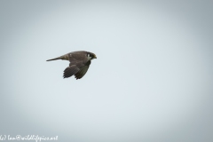 Hobby in Flight Side View