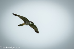 Hobby in Flight Side View