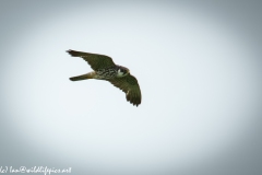 Hobby in Flight Side View