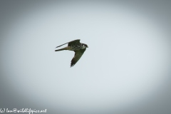 Hobby in Flight Side View