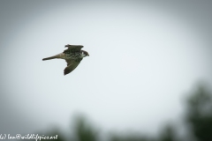 Hobby in Flight Side View