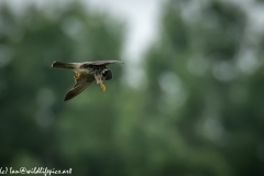 Hobby in Flight Side View