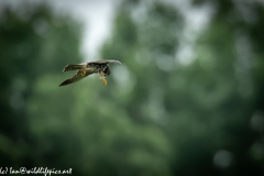 Hobby in Flight Side View