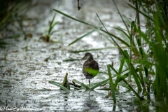 Young Moorhen Standing on One Leg in Water Back View