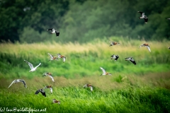 Black-tailed Godwit, Lapwig & Gulls in Flight