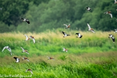 Black-tailed Godwit, Lapwig & Gulls in Flight