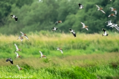 Black-tailed Godwit, Lapwig & Gulls in Flight