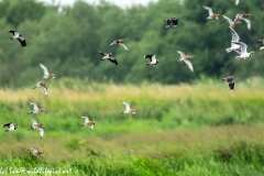 Black-tailed Godwit, Lapwig & Gulls in Flight