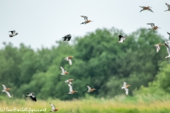 Black-tailed Godwit, Lapwig & Gulls in Flight