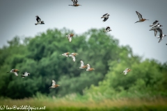 Black-tailed Godwit, Lapwig & Gulls in Flight