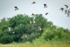 Black-tailed Godwit, Lapwig & Gulls in Flight