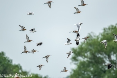 Black-tailed Godwit, Lapwig & Gulls in Flight