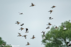 Black-tailed Godwit, Lapwig & Gulls in Flight