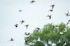 Black-tailed Godwit, Lapwig & Gulls in Flight