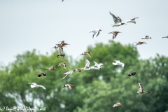 Black-tailed Godwit, Lapwig & Gulls in Flight