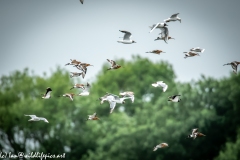 Black-tailed Godwit, Lapwig & Gulls in Flight