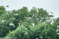 Black-tailed Godwit, Lapwig & Gulls in Flight