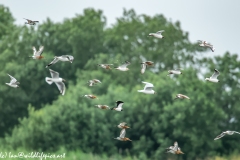 Black-tailed Godwit, Lapwig & Gulls in Flight