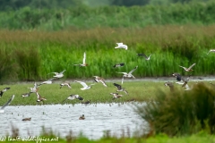 Black-tailed Godwit, Lapwig & Gulls in Flight