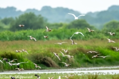 Black-tailed Godwit, Lapwig & Gulls in Flight