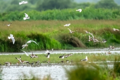 Black-tailed Godwit, Lapwig & Gulls in Flight